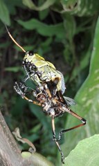 Taeniopoda varipennis
