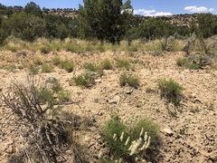 Astragalus oocalycis