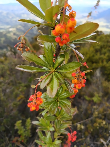 Berberis goudotii, photograph 6