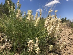 Astragalus oocalycis