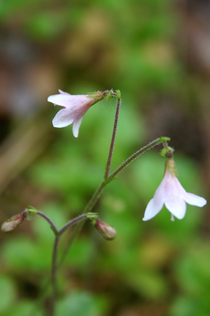 Linnaeaceae