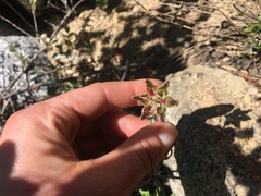Fritillaria pinetorum