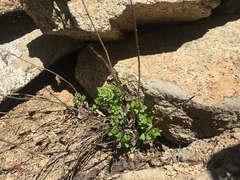 Fritillaria pinetorum