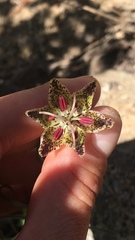 Fritillaria pinetorum