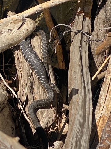 iNaturalist observation photo of Sierra Garter Snake