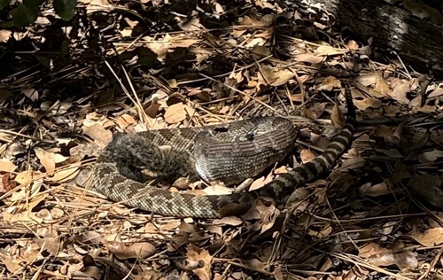 iNaturalist observation photo of Northern Pacific Rattlesnake