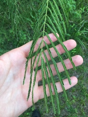 Albizia julibrissin julibrissin