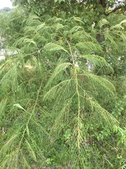 Albizia julibrissin julibrissin