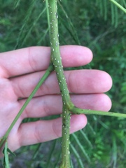 Albizia julibrissin julibrissin