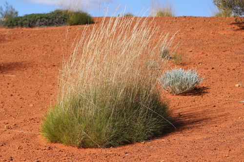 Triodia schinzii, 2024-07-12