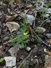 Stylosanthes biflora