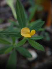 Stylosanthes biflora