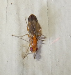 Clusiidae