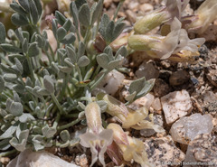 Astragalus calycosus calycosus