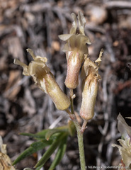 Astragalus calycosus calycosus