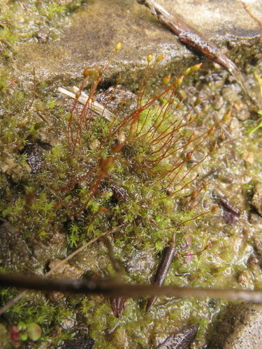 Dicranella schreberiana, 2024-09-14