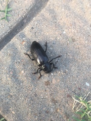 Archodontes melanopus