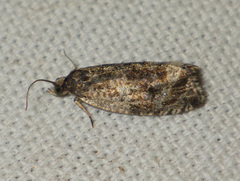Endothenia marginana