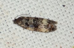 Endothenia marginana