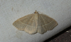 Trisateles emortualis