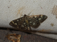 Anania coronata