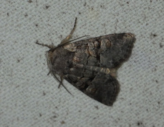 Brachylomia viminalis