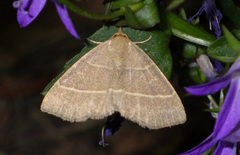 Trisateles emortualis