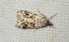 Eudonia delunella