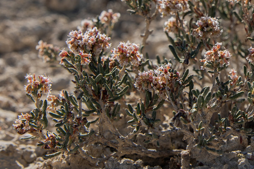 Eriogonum pelinophilum