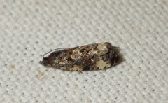 Endothenia marginana