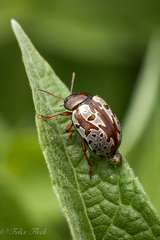Calligrapha suffriani