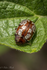 Calligrapha suffriani