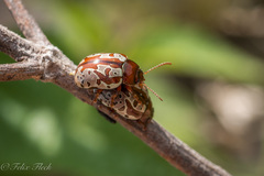 Calligrapha suffriani