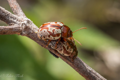 Calligrapha suffriani