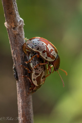 Calligrapha suffriani