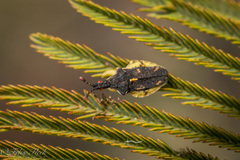 Lophoscutus