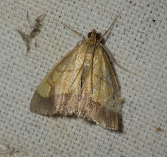 Evergestis limbata