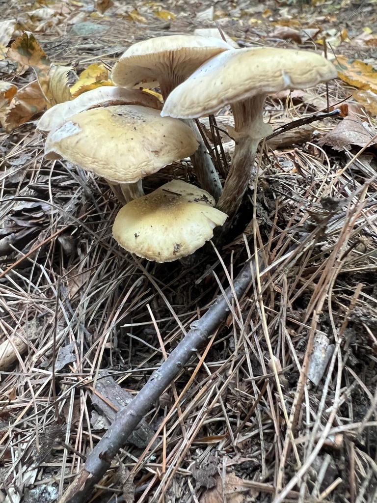 honey mushrooms