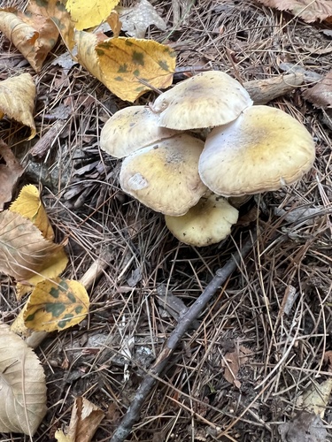 honey mushrooms