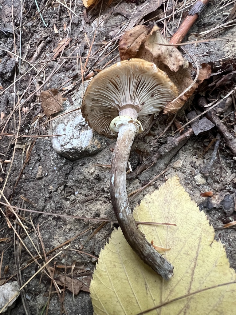 honey mushrooms