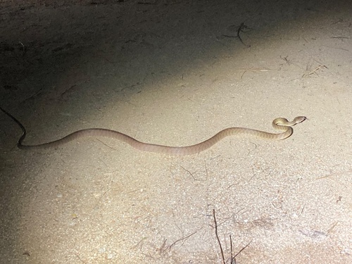 Brown Tree Snake sighting