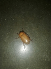 Coleoptera