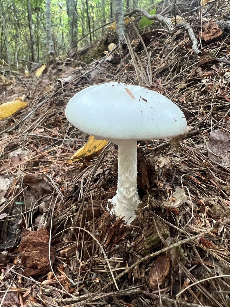 Eastern North American Destroying Angel