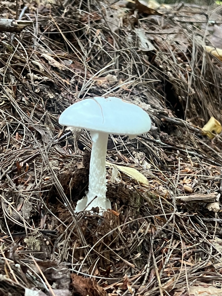 Eastern North American Destroying Angel