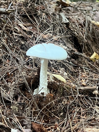 Eastern North American Destroying Angel