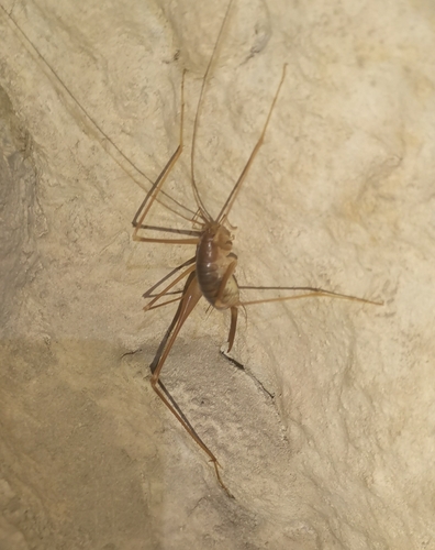 Baccetti's Cave-cricket
