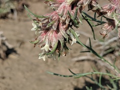 Ipomopsis spicata