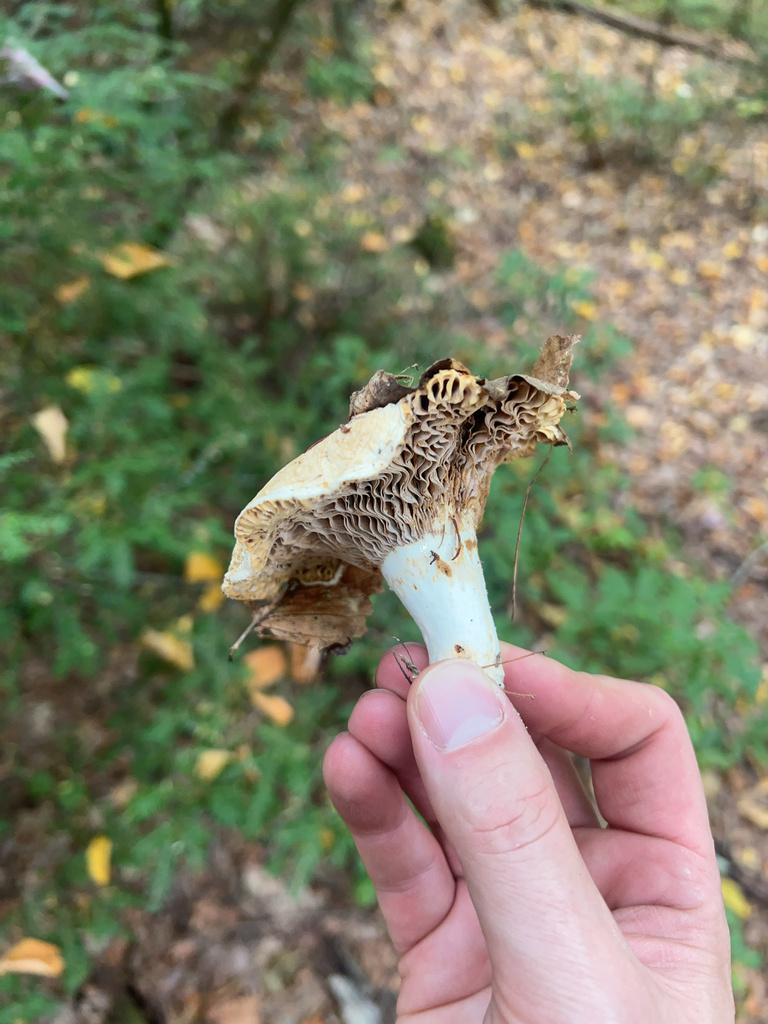 Milkcaps, Brittlegills and Allies