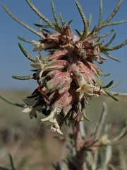 Ipomopsis spicata