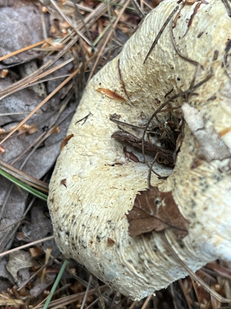 Milkcaps, Brittlegills and Allies